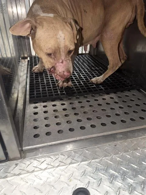 An adult large-sized female Mixed Breed dog named Lady for adoption in Dallas, TX