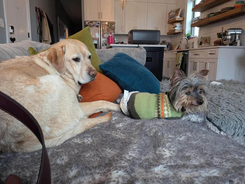 A senior small-sized male Yorkshire Terrier dog named Sid for adoption in Torrington, CT