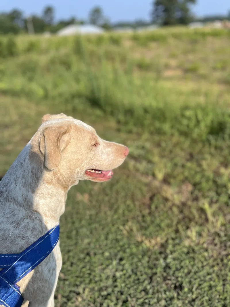 Princess Dolly thumbnail 2