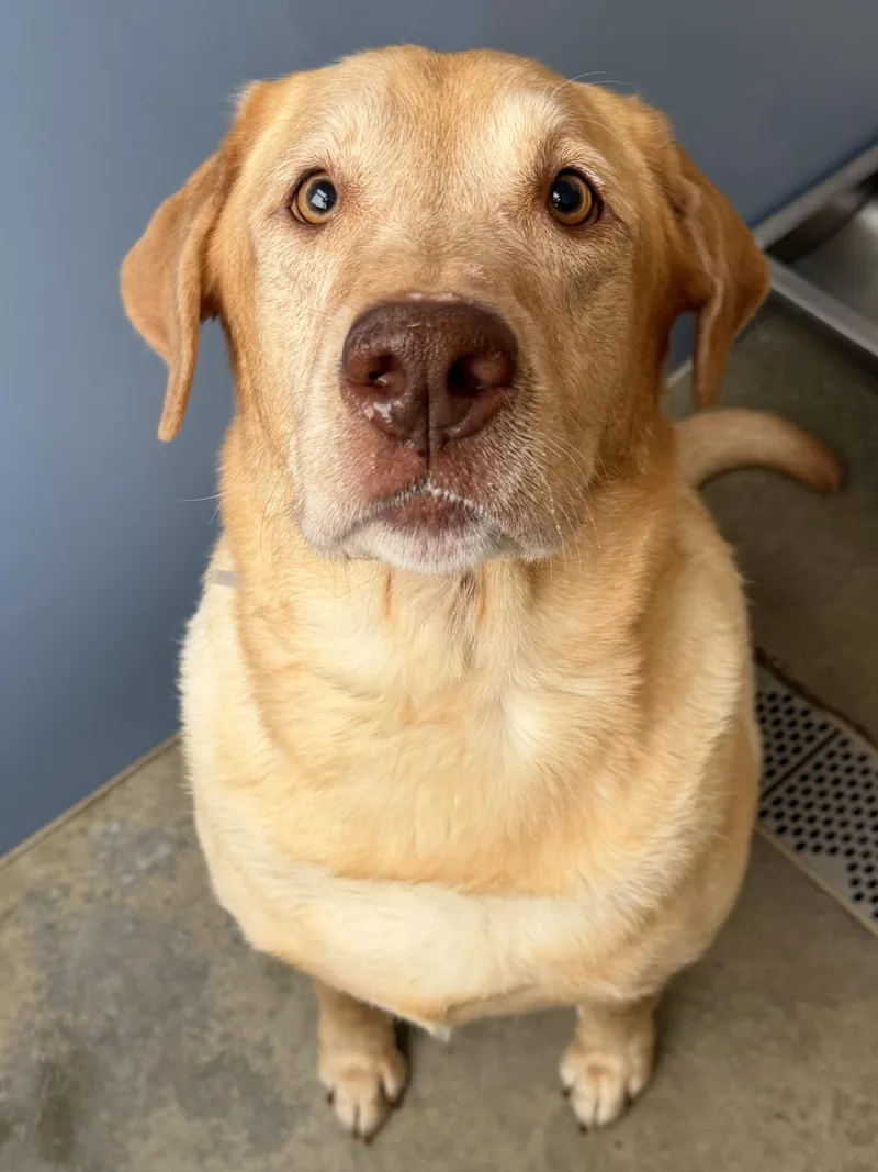 Charlie Tag