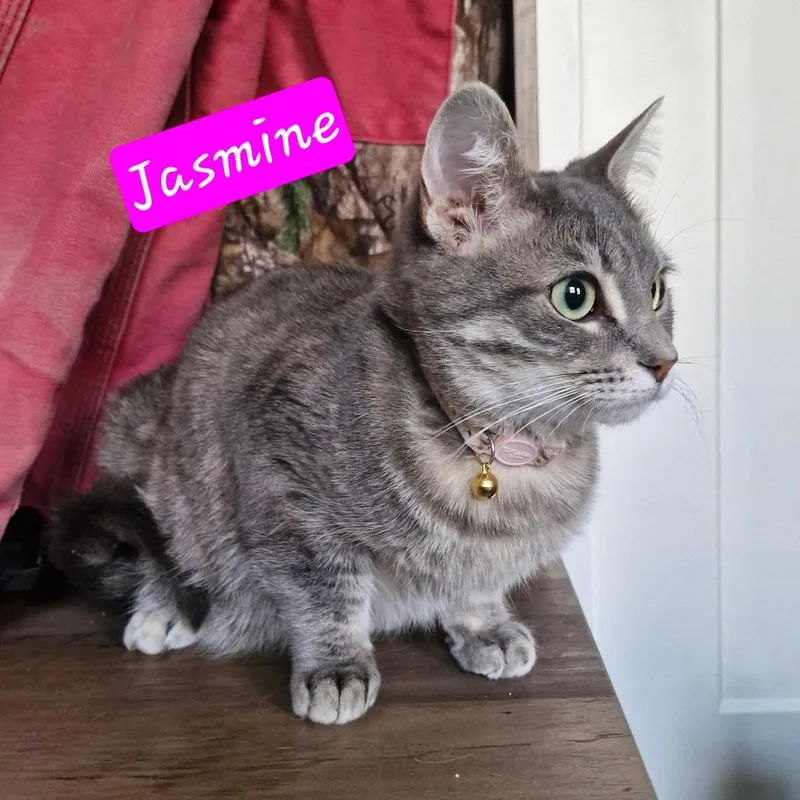 Jasmine