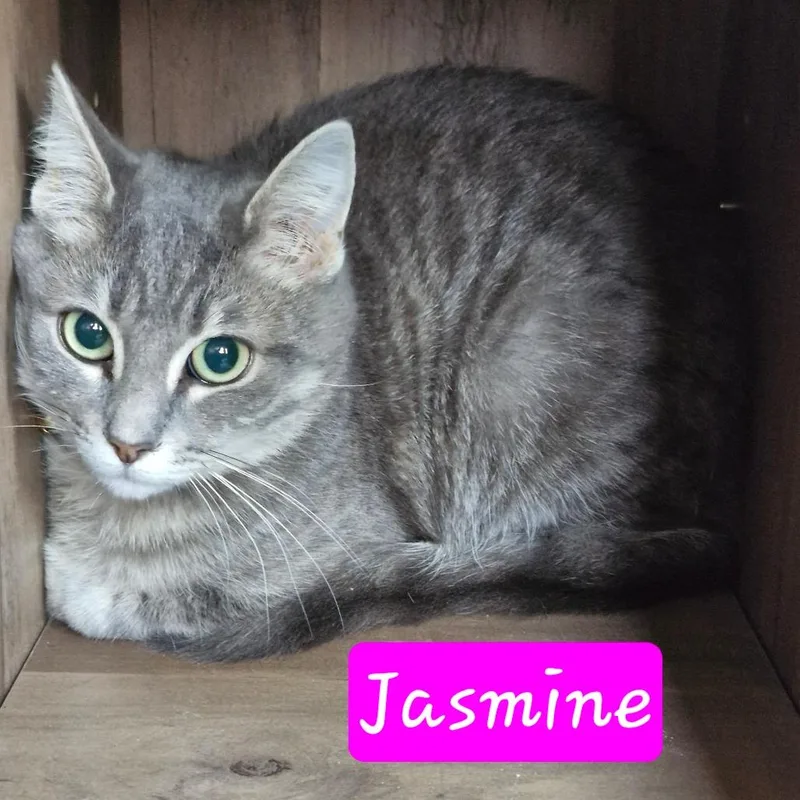 Jasmine thumbnail 2