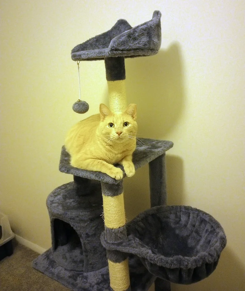 Oj Blimpson thumbnail 2