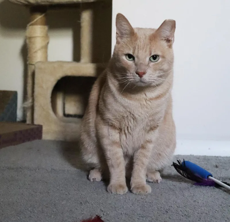 Oj Blimpson thumbnail 3