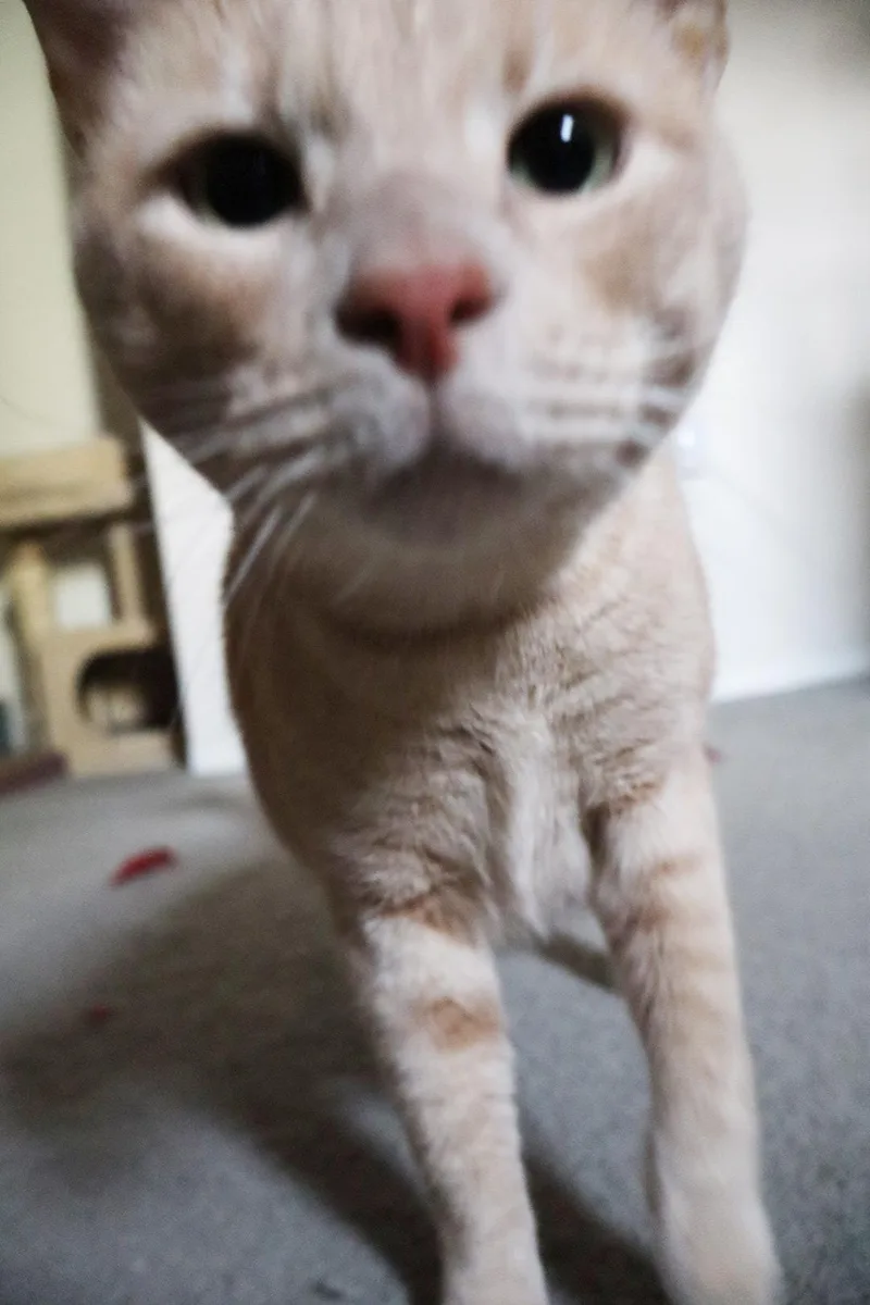 Oj Blimpson thumbnail 4