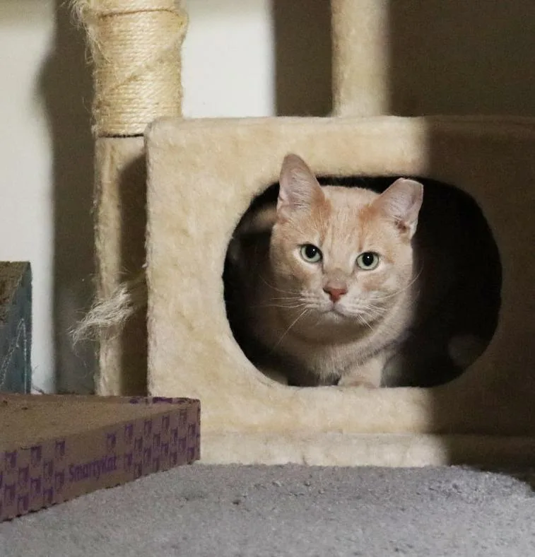 Oj Blimpson thumbnail 5