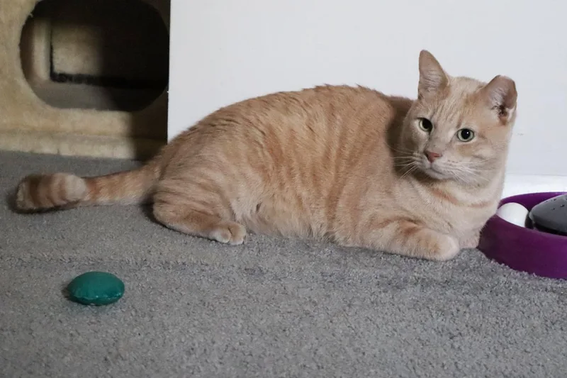 Oj Blimpson thumbnail 6