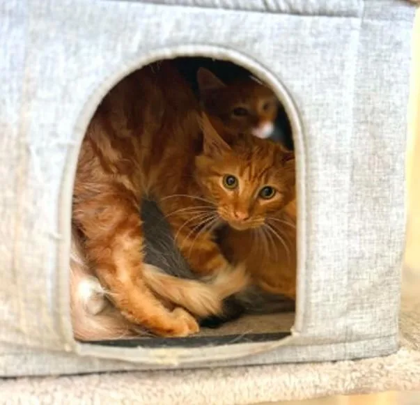 A baby small-sized male Domestic Short Hair cat named Sunray for adoption in Houston, TX