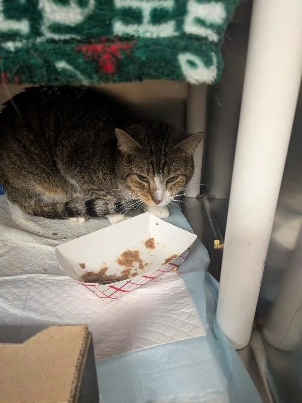 An adult small-sized male Domestic Short Hair cat named Brock for adoption in Cincinnati, OH