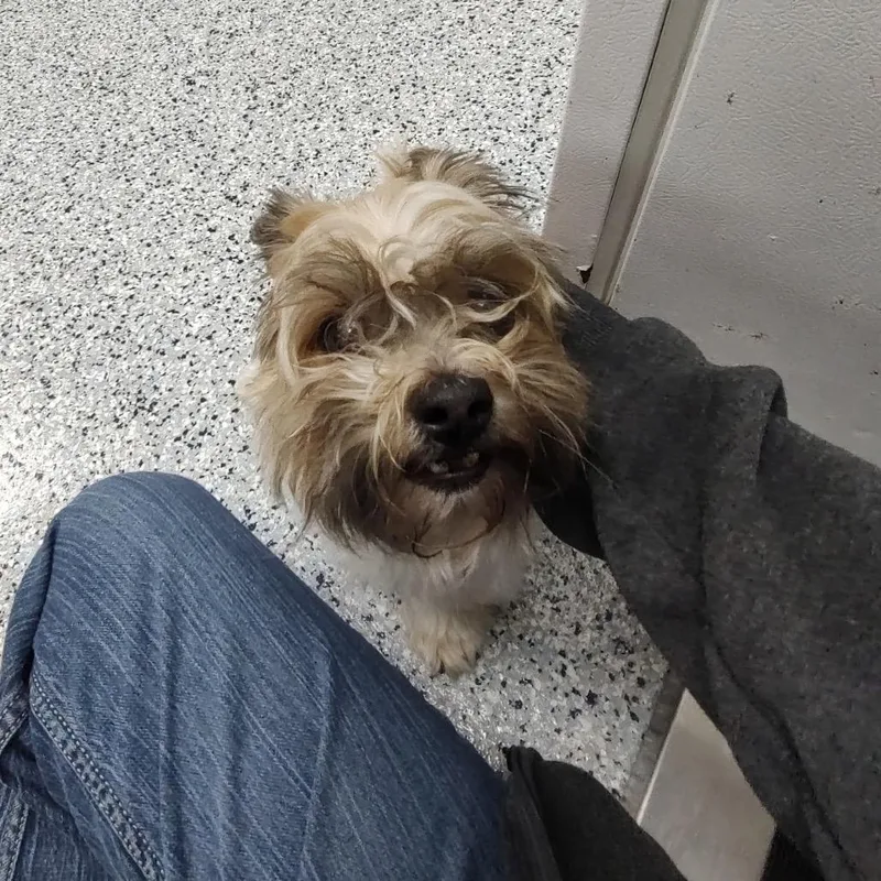 An adult small-sized female Yellow / Tan / Blond / Fawn Maltese dog named Ms. Frizzle for adoption in Springboro, OH
