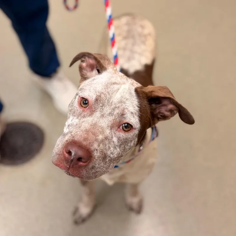 A baby medium-sized female White / Cream Pit Bull Terrier dog named Gina for adoption in Birdsboro, PA