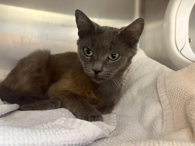 An adult small-sized female Domestic Short Hair cat named Princess Donut for adoption in San Jose, CA