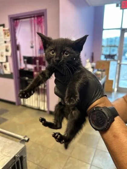 A baby small-sized female Black Domestic Medium Hair cat named 60830897 for adoption in El Paso, TX