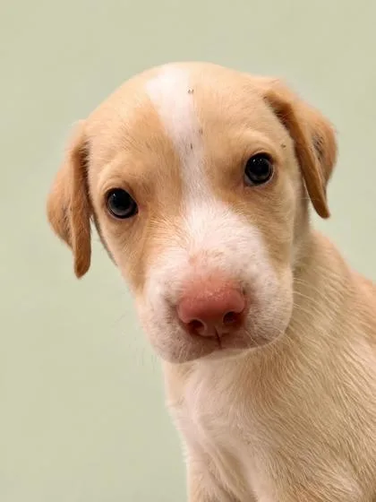 A young medium-sized male Retriever dog named Dj for adoption in Gulfport, MS
