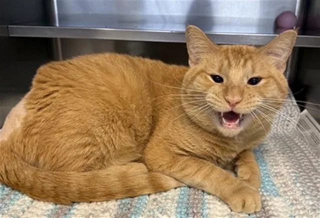 An adult medium-sized male Domestic Short Hair cat named Nana for adoption in Aurora, IL