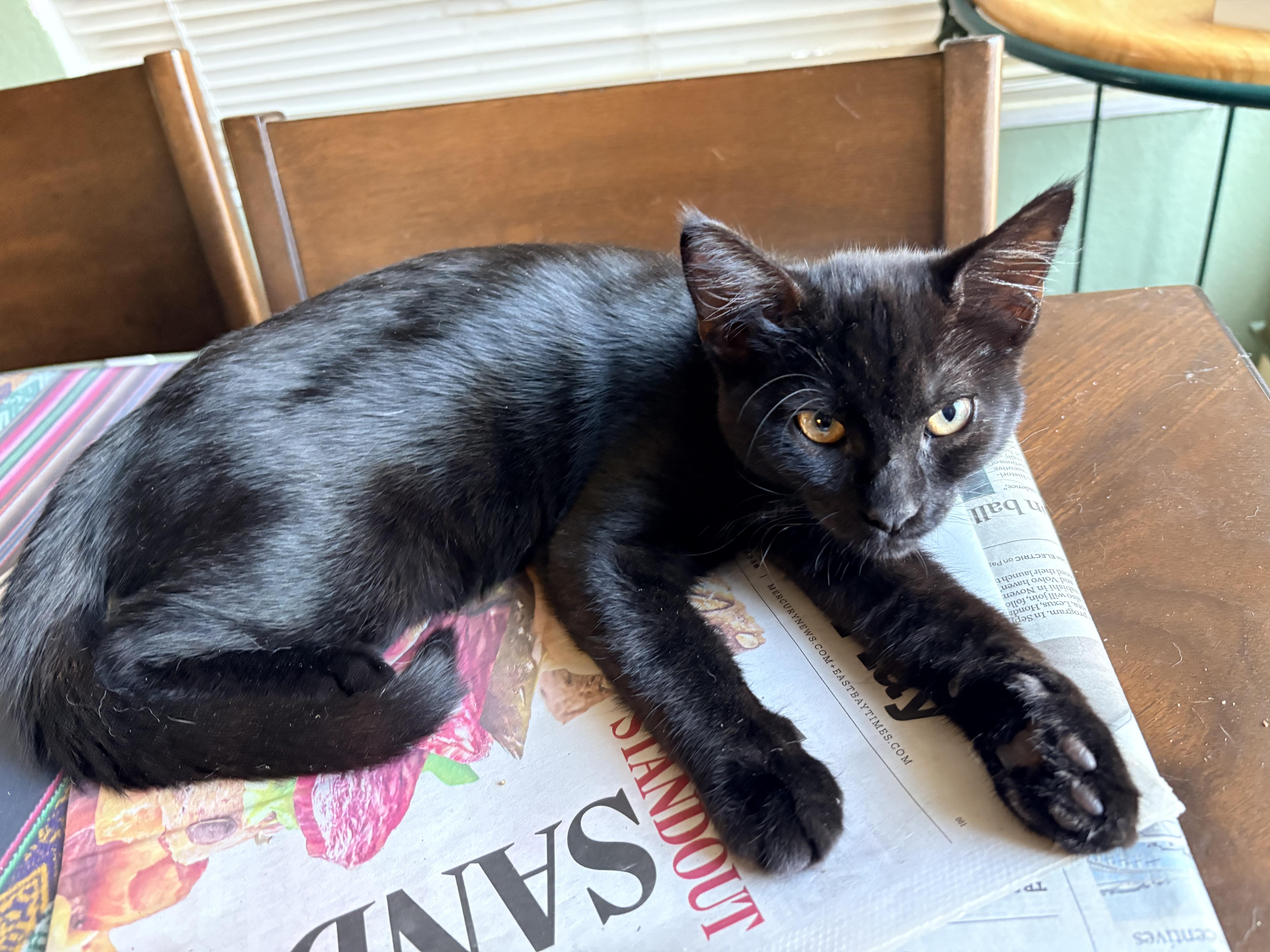 A young small-sized male Black Domestic Short Hair cat named Poko for adoption in Hayward, CA