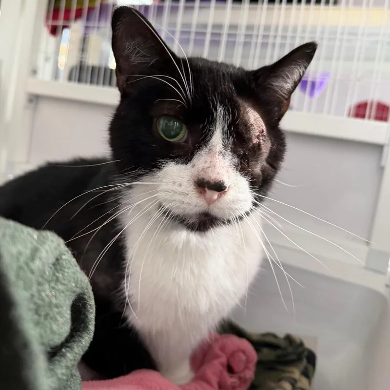 A senior large-sized male Black Domestic Short Hair cat named Martin for adoption in Chicago, IL