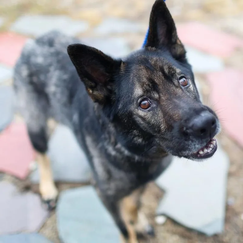 An adult large-sized female Brown / Chocolate German Shepherd Dog dog named Roxie for adoption in Dover, NH