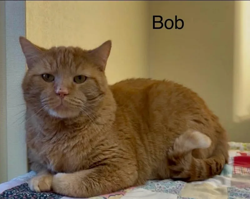 An adult extra large-sized male Orange / Red Tabby cat named Bob for adoption in Wyandotte, MI