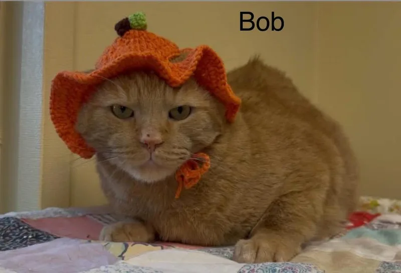 Bob thumbnail 5