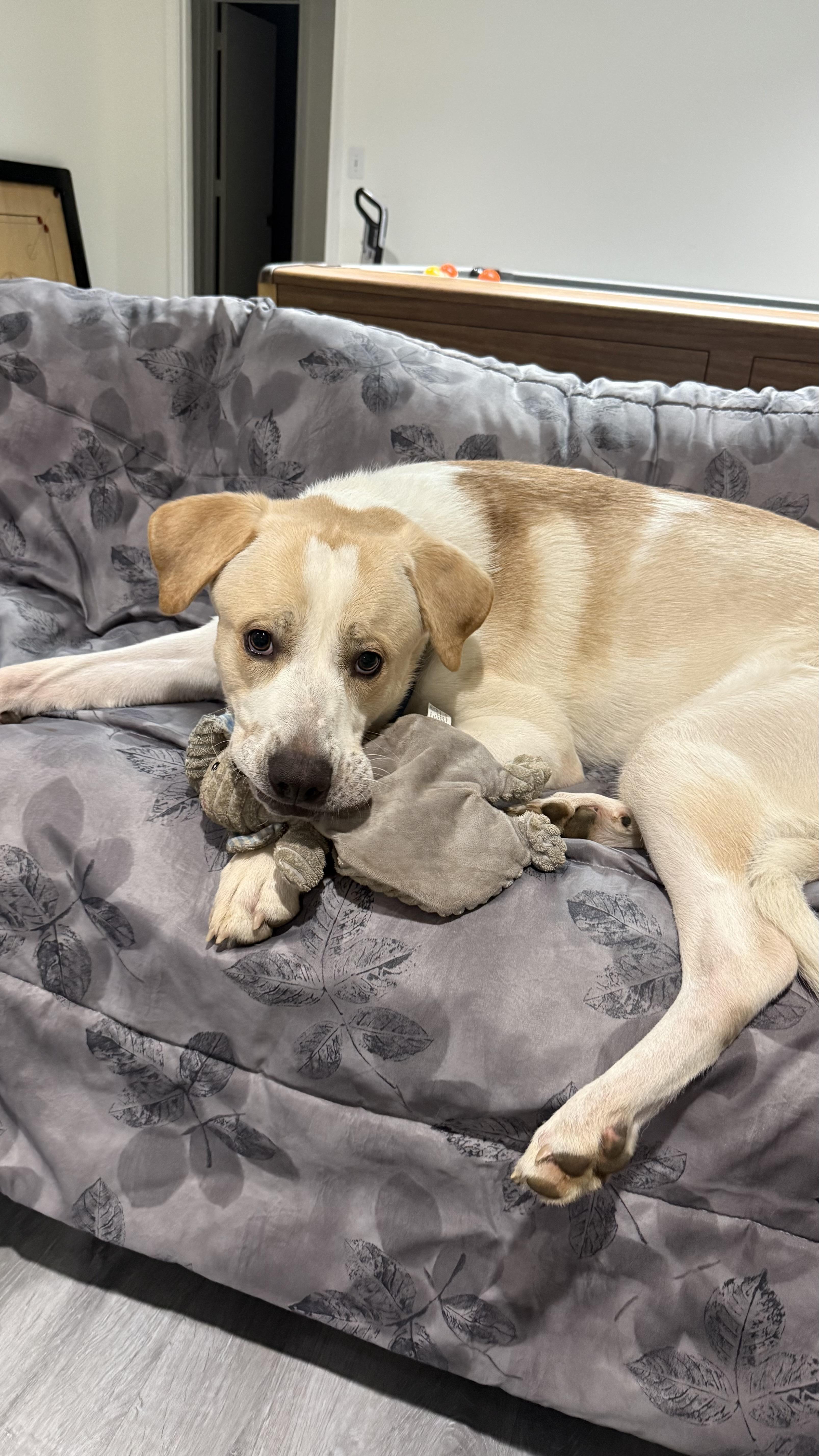 A young large-sized male Retriever dog named Tarzan for adoption in Roswell, GA