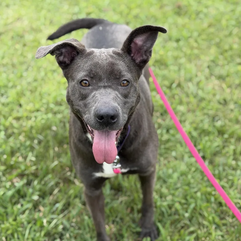 A young medium-sized female Gray / Blue / Silver Pit Bull Terrier dog named Blair for adoption in CUMMING, GA