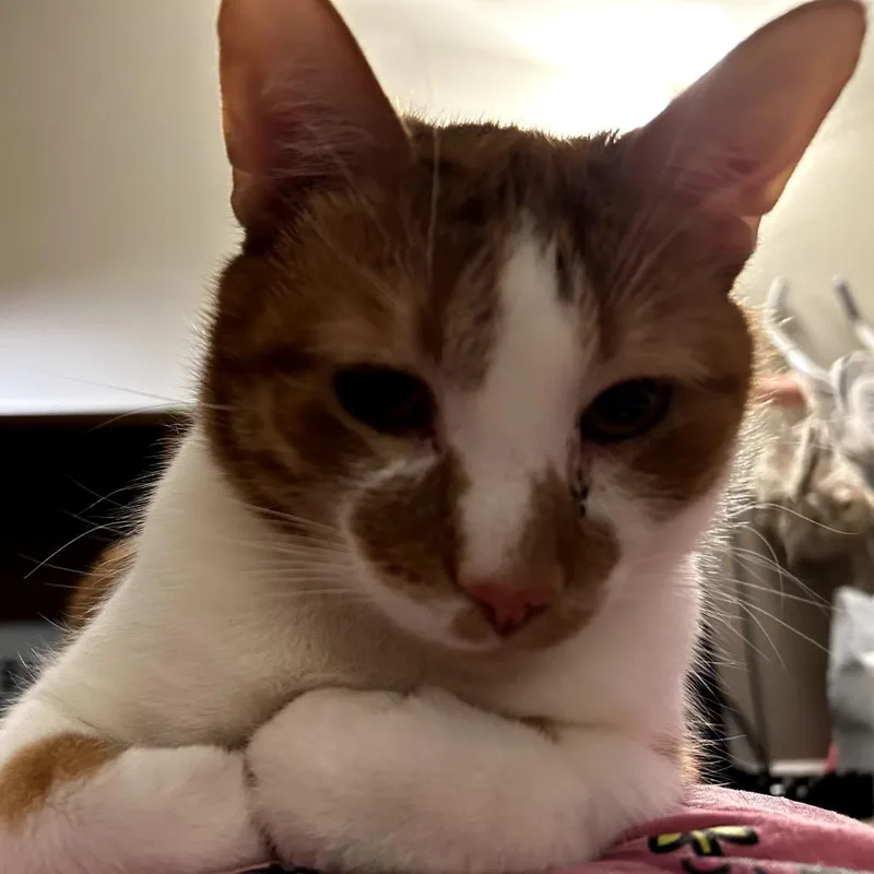 Nibbles