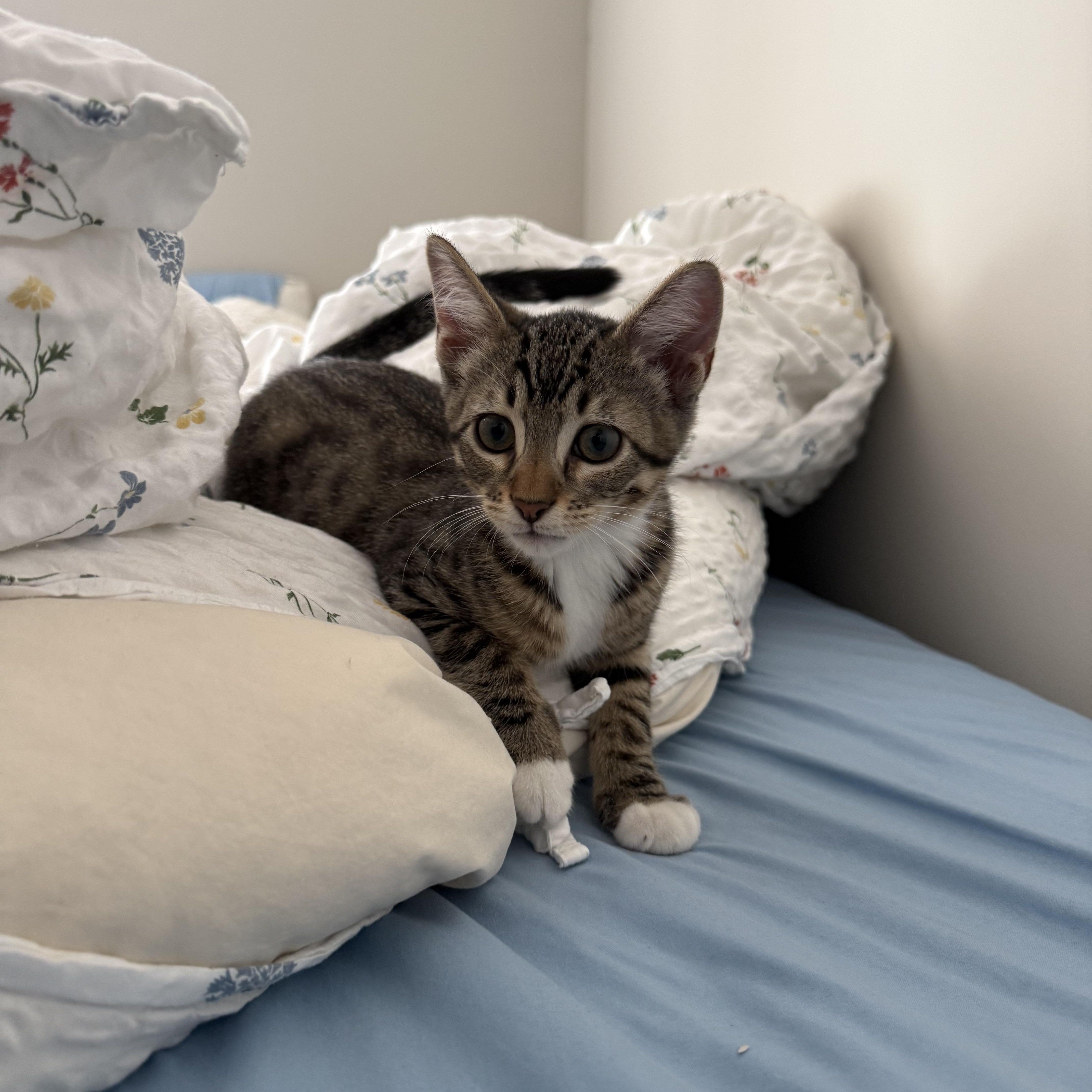 A baby medium-sized male Tabby (Brown / Chocolate) Domestic Short Hair cat named Forest for adoption in Mississippi State, MS