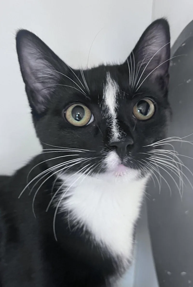 A young medium-sized male Domestic Short Hair cat named Jasper for adoption in Spring Lake, NJ