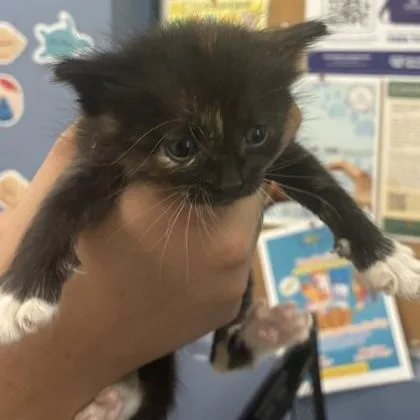 A young medium-sized female Tortoiseshell Domestic Short Hair cat named Sadie for adoption in Converse, TX