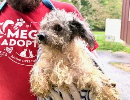 An adult small-sized female Mixed Breed dog named Spiraea for adoption in West Chester, PA