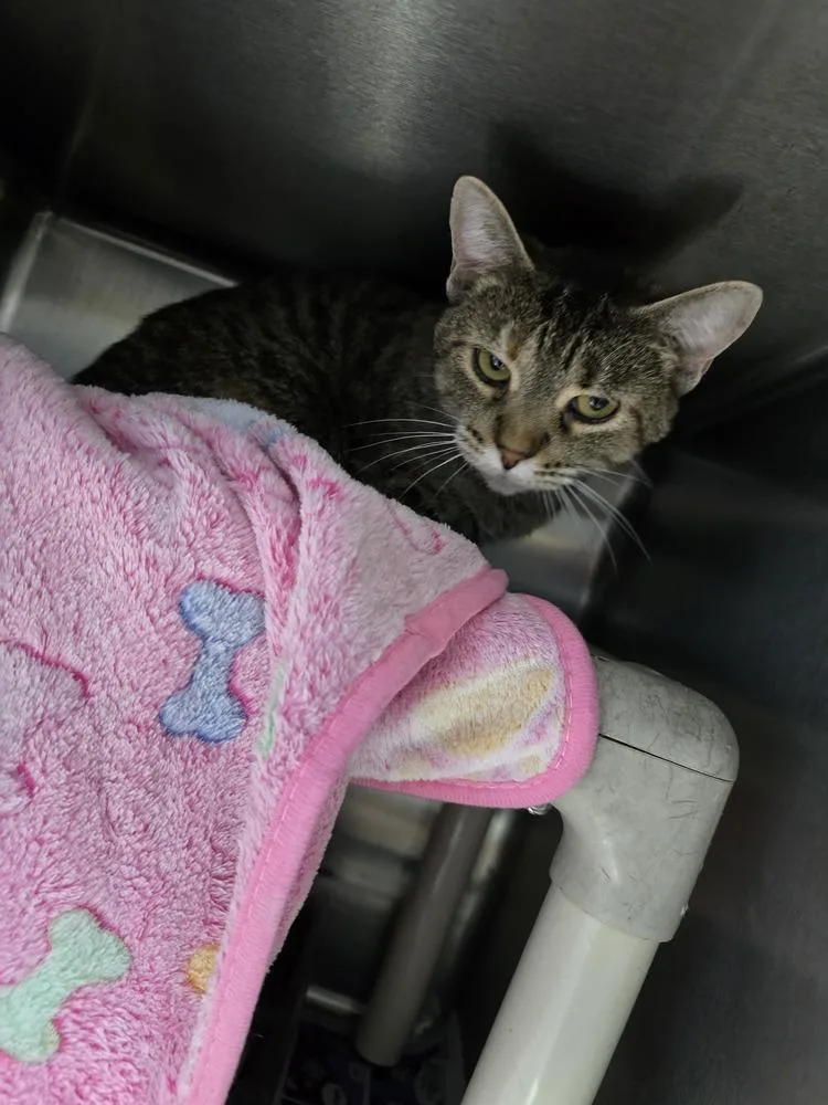 An adult medium-sized female Tabby (Brown / Chocolate) Domestic Short Hair cat named Trix for adoption in Evansville, IN