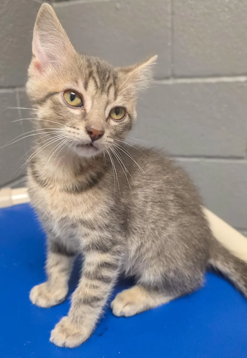 A baby medium-sized male Tabby (Gray / Blue / Silver) Tabby cat named Comet for adoption in Gainesville, TX