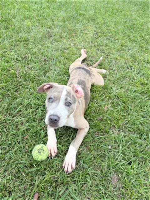 A baby small-sized female Pit Bull Terrier dog named A for adoption in Wilmington, NC