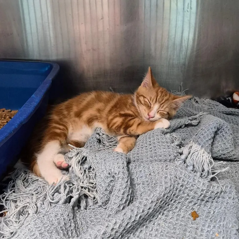 A baby small-sized male Domestic Short Hair cat named Gravy Boat for adoption in Oak Ridge, TN