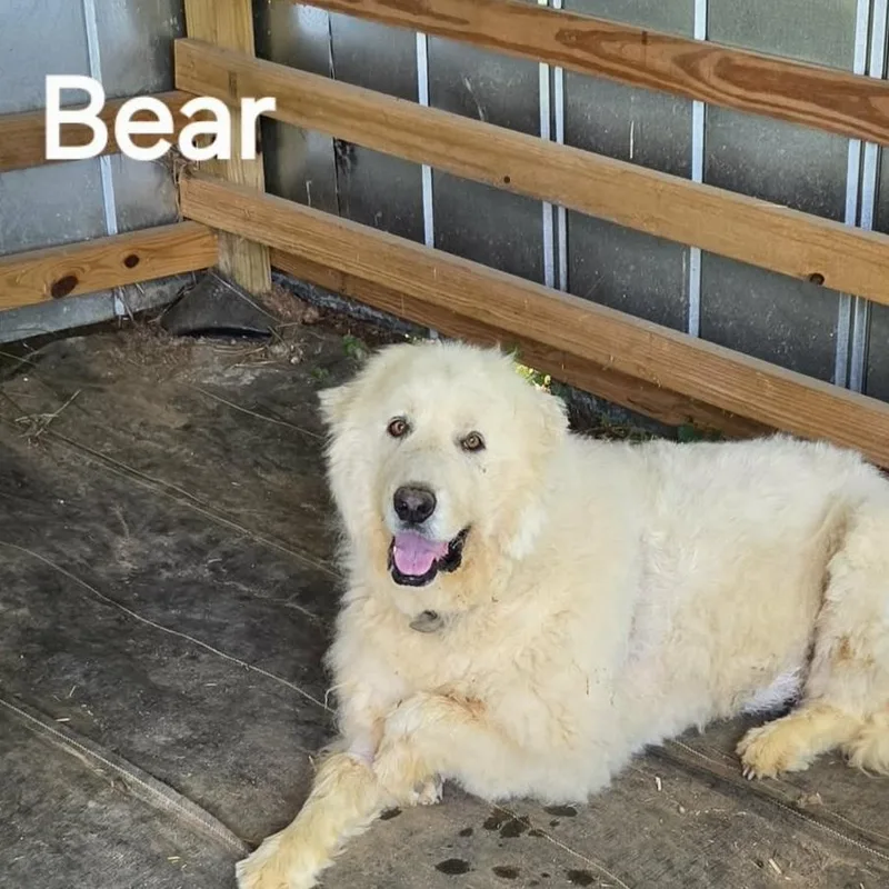 Bear