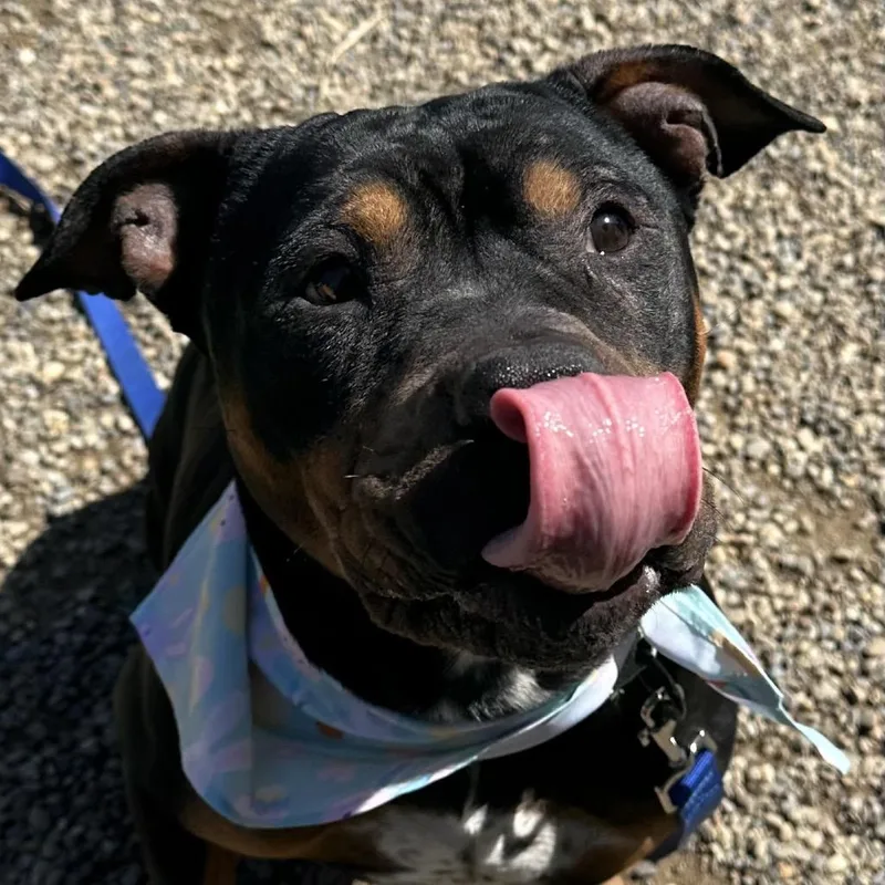 An adult medium-sized female Black English Bulldog dog named Arabella for adoption in Columbia Station, OH