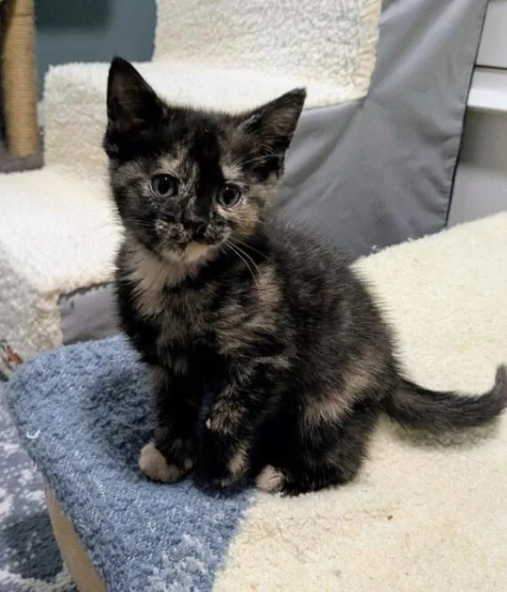 A young medium-sized female Tortoiseshell Domestic Short Hair cat named Anastasia for adoption in Marietta, GA