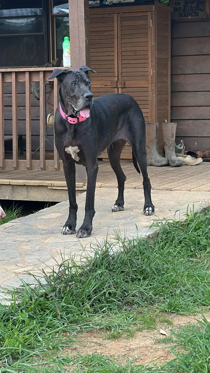 Maggie