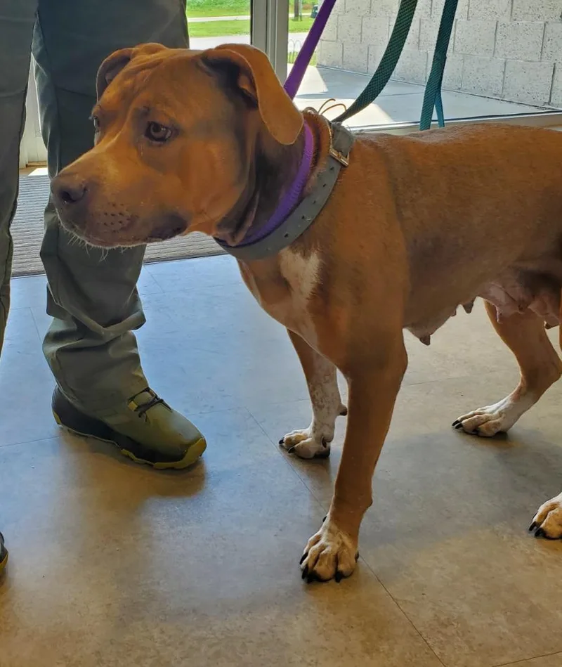An adult medium-sized female Terrier dog named Brownie for adoption in Bossier City, LA