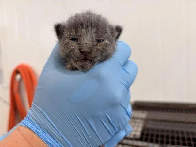 A baby small-sized female Domestic Long Hair cat named Mary for adoption in San Bernardino, CA