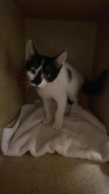 A baby small-sized male Domestic Short Hair cat named Spot for adoption in Sacramento, CA