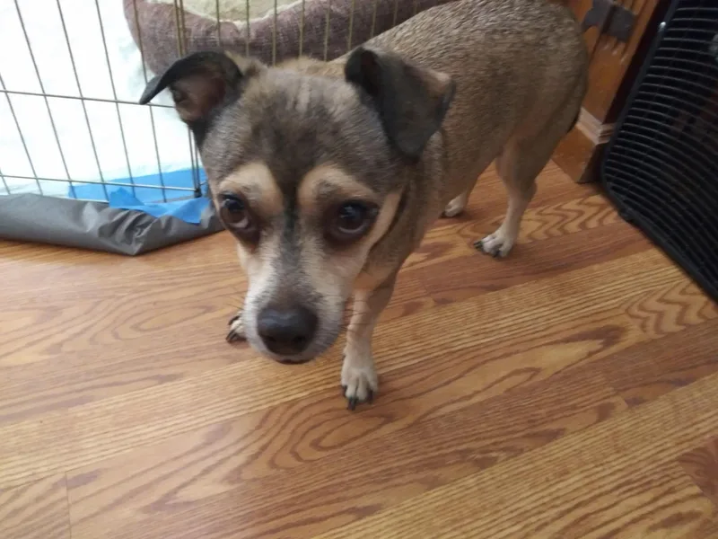 A senior small-sized male Chihuahua dog named Sammy for adoption in Yarnell, AZ