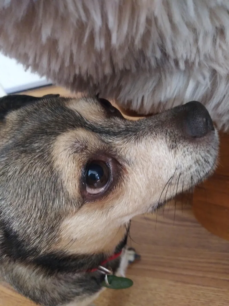 Sammy thumbnail 3