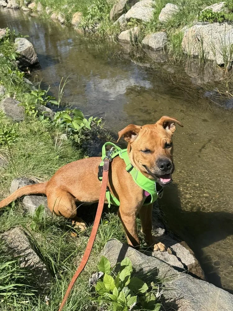 Delilah
