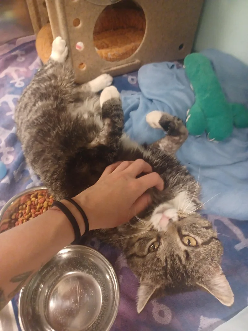 An adult large-sized male Tabby (Brown / Chocolate) Tabby cat named Oliver for adoption in Albuquerque, NM