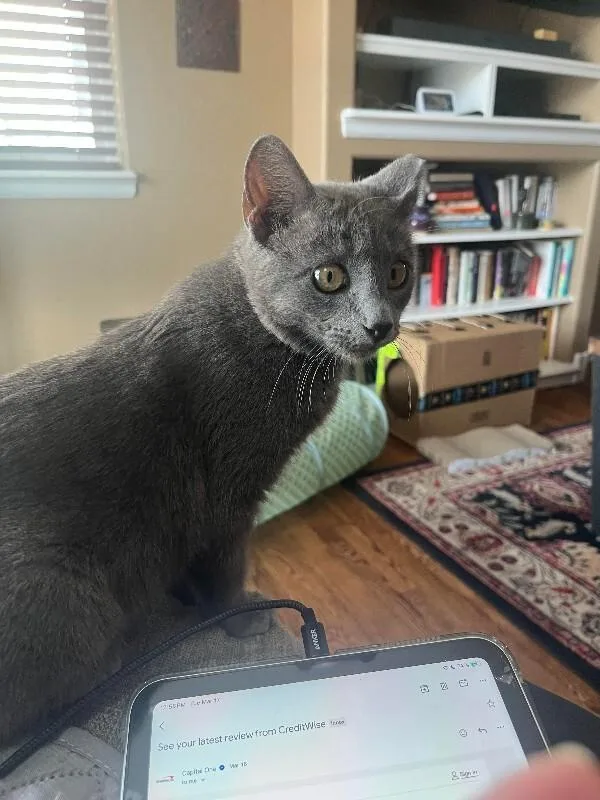 Toyota Corolla thumbnail 3