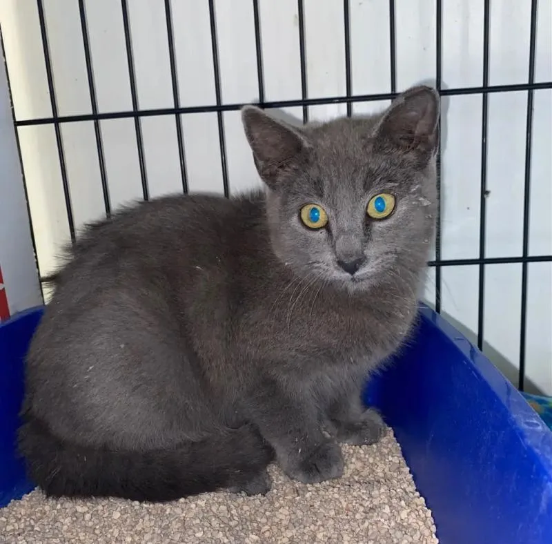 Toyota Corolla thumbnail 4