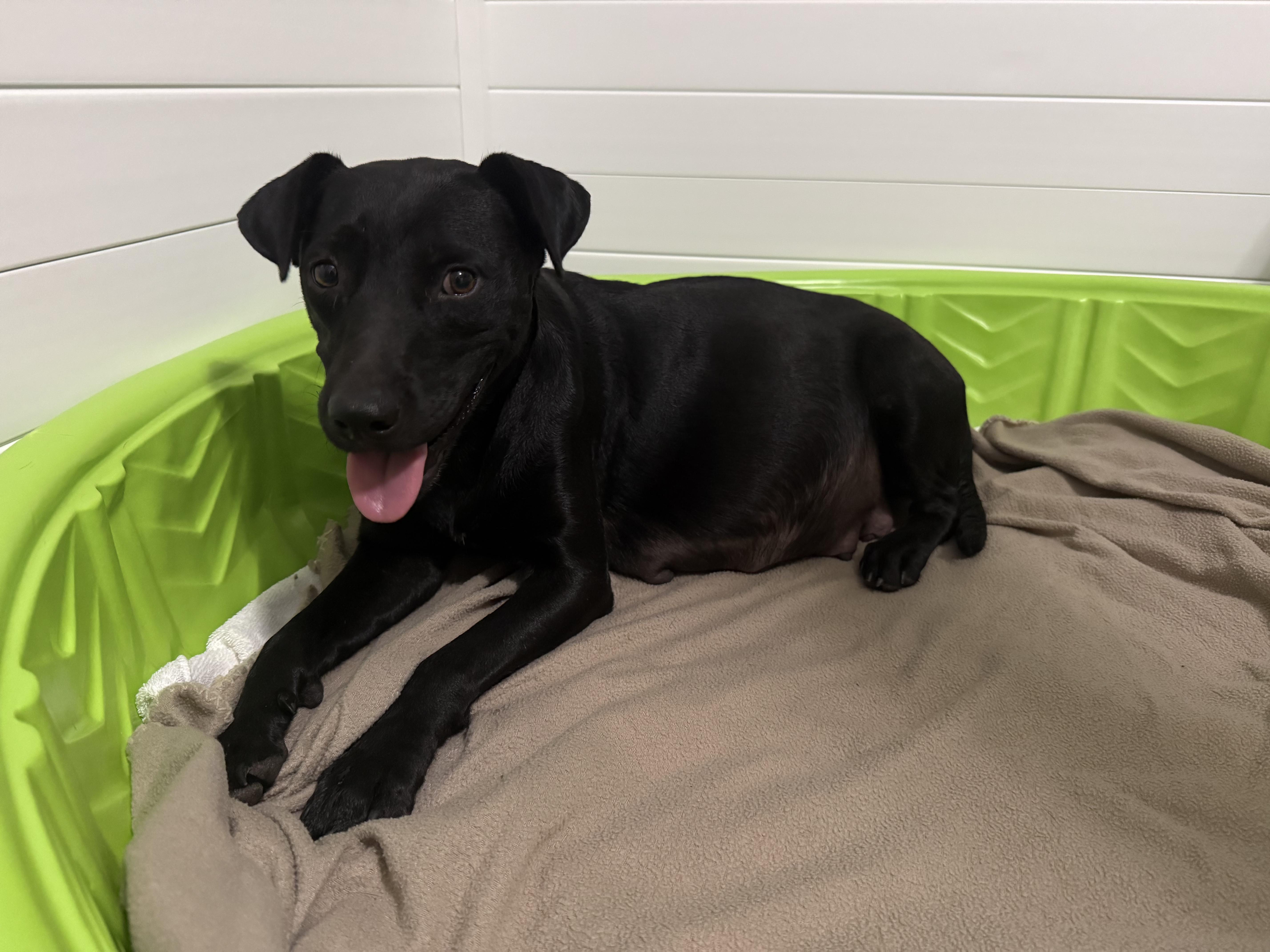 A young medium-sized female Black Patterdale Terrier / Fell Terrier dog named Wednesday for adoption in PENSACOLA, FL