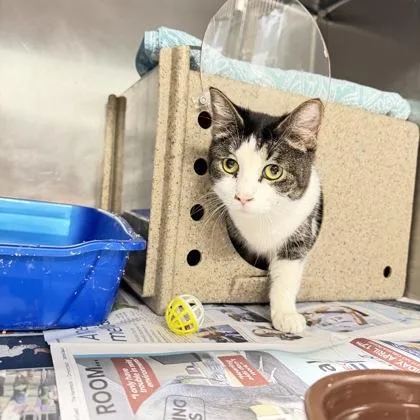 An adult medium-sized female Domestic Medium Hair cat named Dori for adoption in Daytona Beach, FL